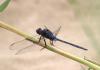Orthetrum trinacria
